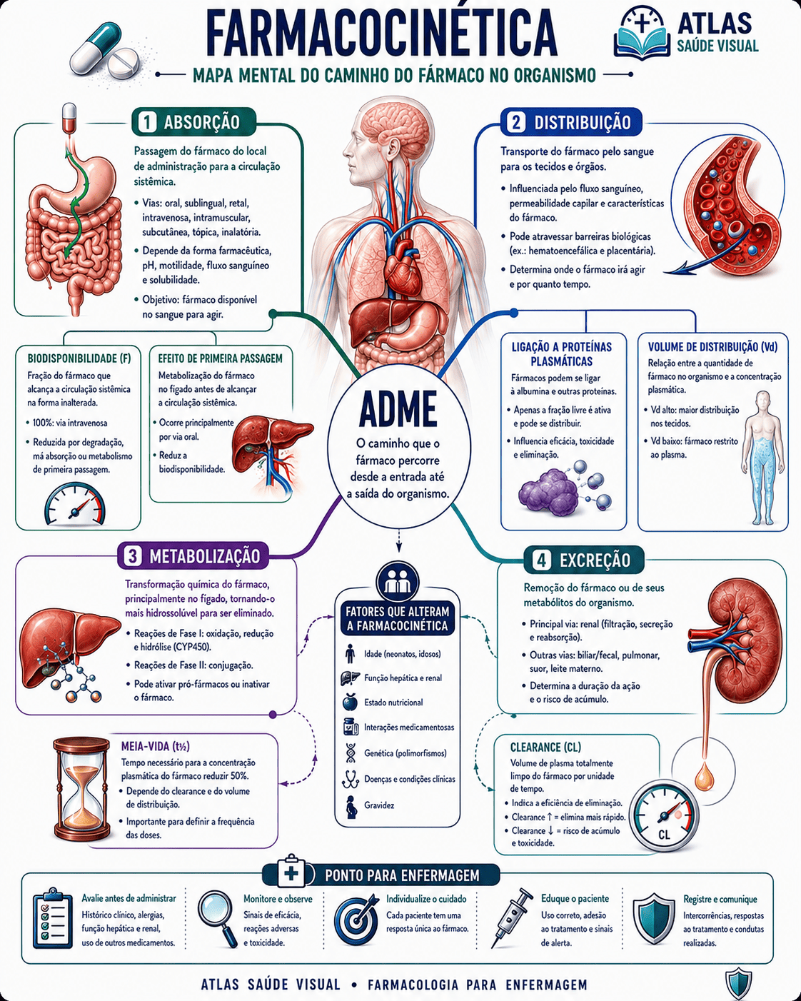 Mapa mental de Farmacocinética