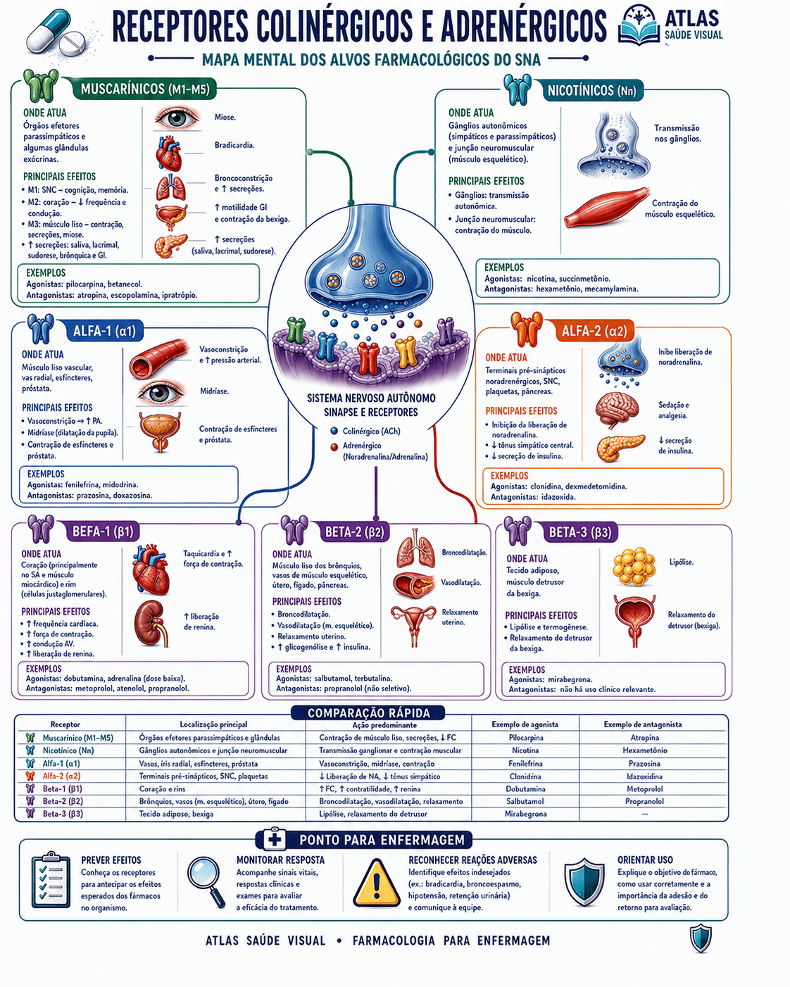 Mapa mental de Receptores Colinérgicos e Adrenérgicos
